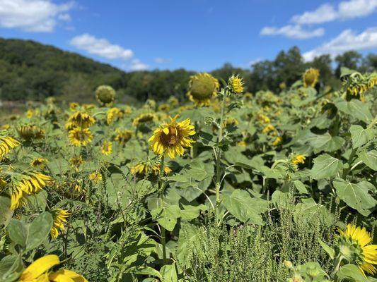 The Sunflower Stroll