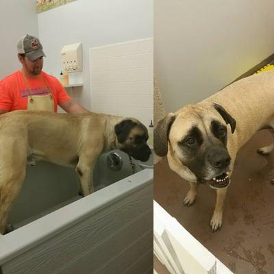 Wrigley and Carmen love the big tubs at The Paw Wash!