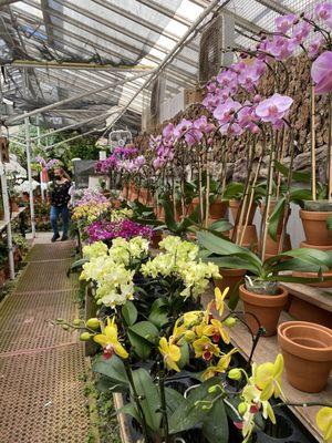 Amazing variety of Orchids