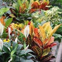 Beautiful green and blooming plants...