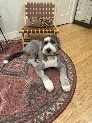 Theodore after his groom with Sal!