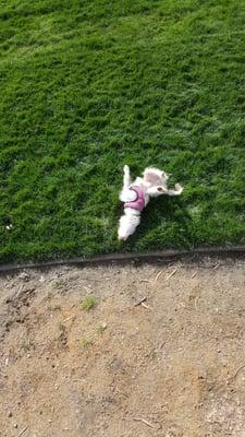 Blossom enjoying newly installed grass at Reed St. dog park.