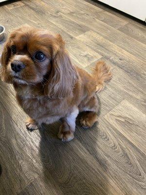 Looks great after his grooming appointment!