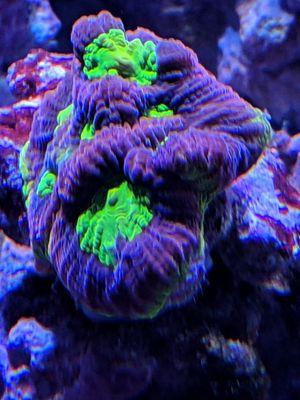 Coral