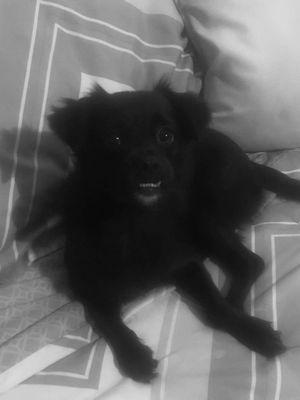 I lost babygirl 9-21-2019 at 10:30am Around 51st Ave n Earll dr-blk chihuhua mix with goat-tee cross streets 51st Ave Thomas and Osborn