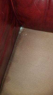 Mold underneath seat cushion of a leather chair