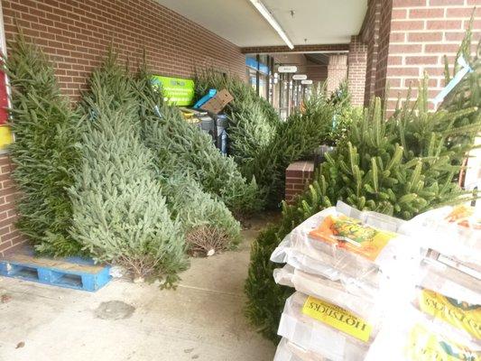 Christmas Trees available.