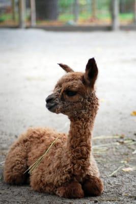 Cypress, a baby alpaca, was born October 16th, 2013.