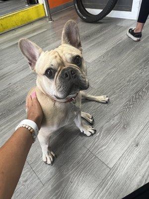 Extra bonus, the owner's Frenchie-Montana