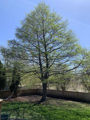 Before - Large tree in back yard