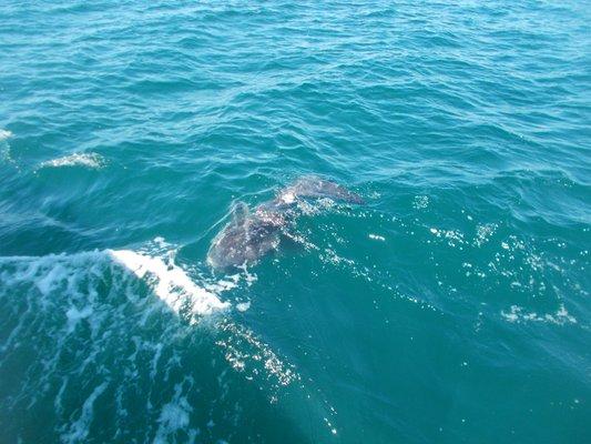 Ocean Sun fish