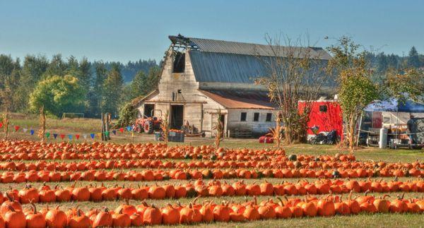 Double R Farms Pumpkin Patch