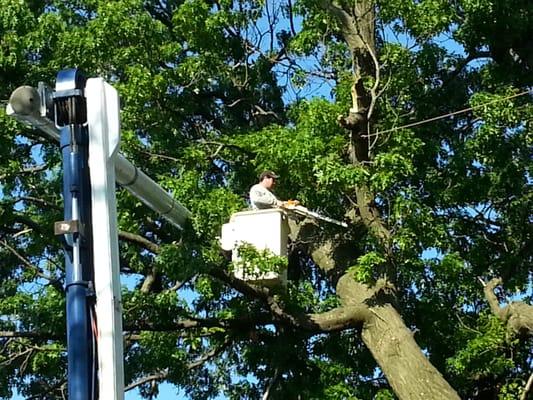 Cutting trees in Queens NY