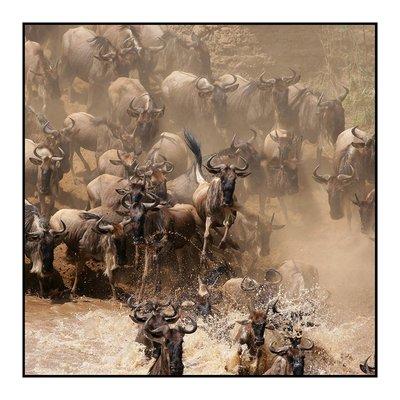 Great Migration! Wildlife