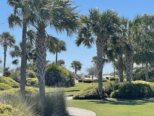 Behind the dunes