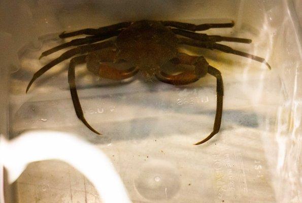 Kelp Crab - Pugettia producta at Pier Peer