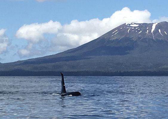 Orca in the shadow of Mt. Edgecumbe Volcano