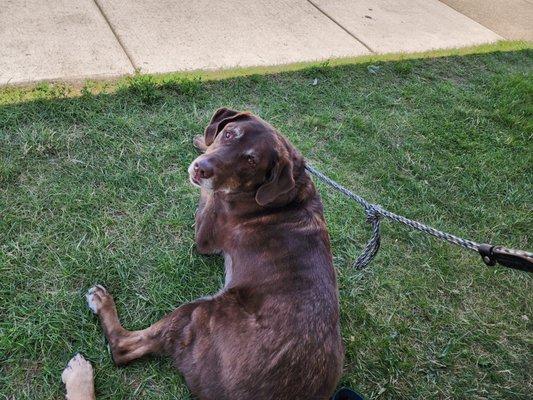 Enjoying the lawn area.