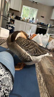 Yoga goose wants to be close when mom's trying to exercise.