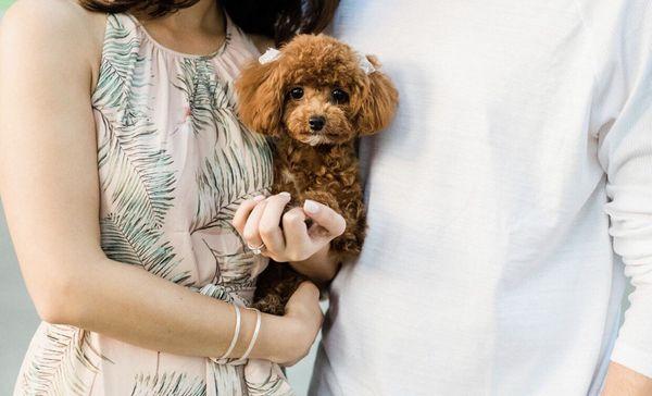 Not our first review but check out how cute penny looks after her grooming for our engagement shoot!!