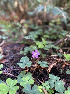 Hendy Woods State Park