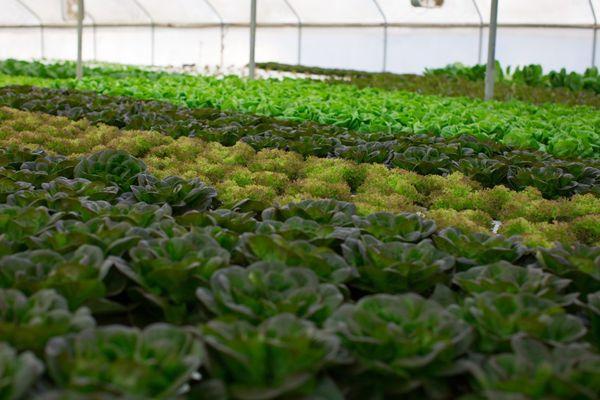 Greenhouse Grown Butter Lettuce-Local Family Owned