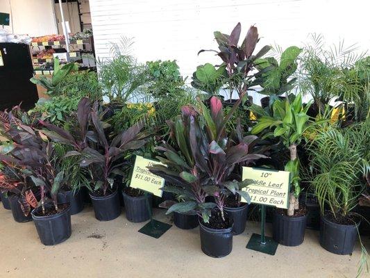 Produce Junction's assortment of tropical plants