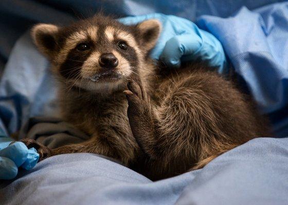 Orphaned raccoon