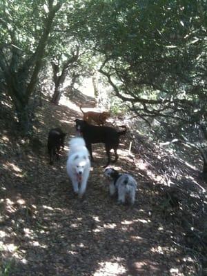 Carlos, Gracie, Milton, Nina, & Guiness enjoying the day