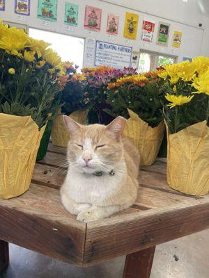 Eddie the cat and mums