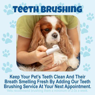 Teeth Brushing is Very important to avoid costly vet bills later on.