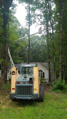 Pruning pines from the bucket truck