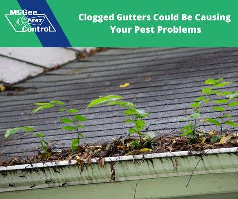 Call McGee Pest Control for all of your Pest Management needs. 270-885-2847