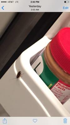 Googe Managment is the WORST COMPANY IVE EVER MET!!!!! The La Fontaine is filled with cock roaches