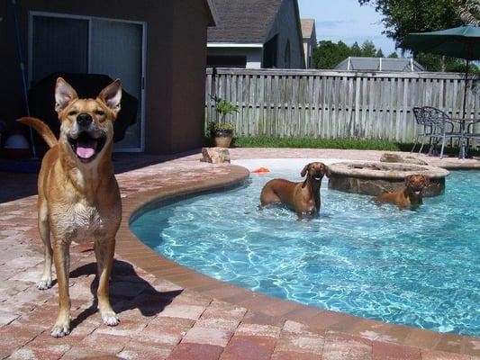 Boarding guests enjoying the pool on a sunny day with our pet Dante (foreground)