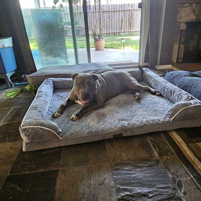 Dallas and her new XXL bed.  She loves it and I know this because she hasn't eaten it yet! Lol