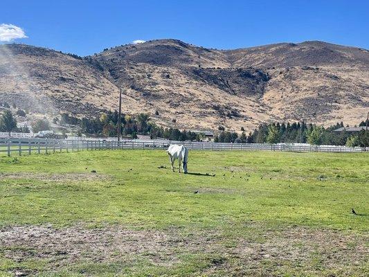 Reno Tahoe Equestrian Centre