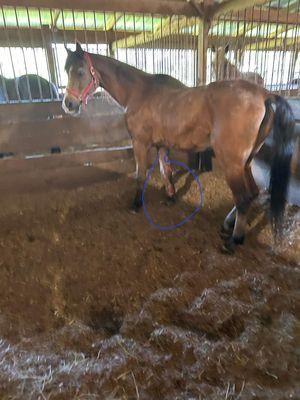 One of her 50+ horses with an open wound left untreated.