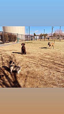 My dogs are the pug and Labrador.