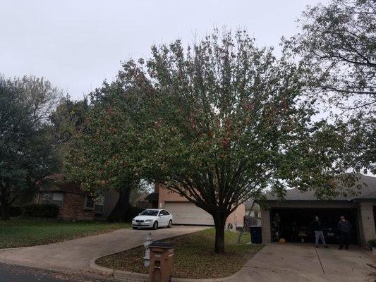 Bradford Pear before