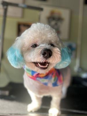 Gucci after getting groomed by Toni ! All smiles