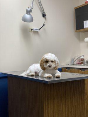 Layla getting her puppy vaccines