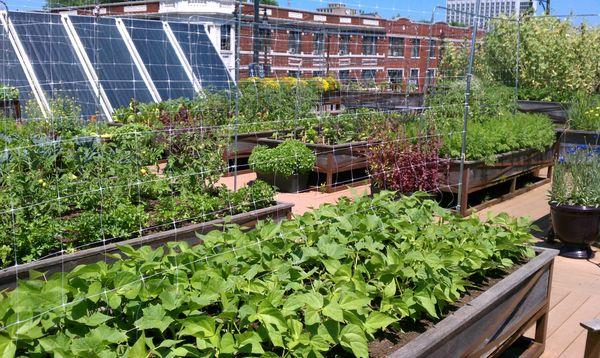 Aquaman watering system in a rooftop vegetable garden (Photo by Jen Rosenthal, Planted)