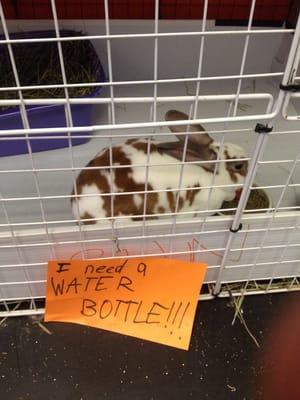 Beautiful bunnies for adoption as well!