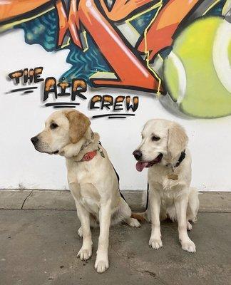 Tango and Josie holding a sit even as a ball rolls by. Good girls.