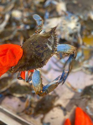 Bay Crawlers Crab Shack