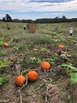 Lloyd Family Farms