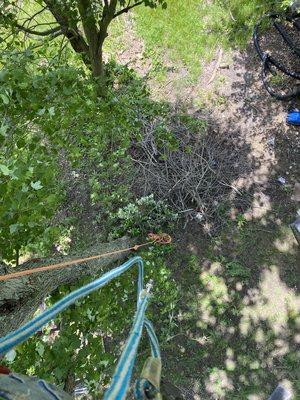 Getting high in tree work