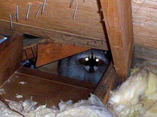 Racoon in an attic