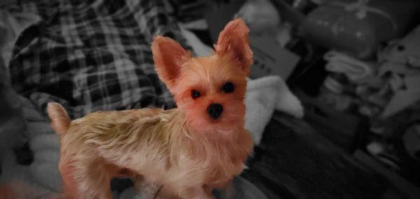 Oscar and new haircut at Boulevard animal clinic  He got his butterfly ears cut. He likes sticky pinecone playing to much